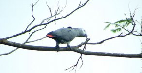 greyparrot01.jpg