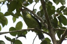 moustachedBarbet.jpg