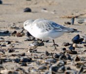 Sanderling.jpg