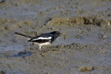 magpie robin crab V1 adj_DSC3147.jpg