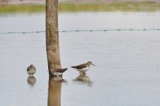 Green Sandpiper edited.JPG