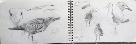 gull studies5217.jpg