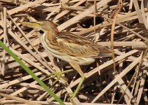 Bittern Little 1 QDL Oct 2011 LQ.jpg