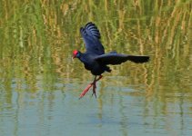 Purple Gallinule QDL Oct 2011-1 LQ.jpg