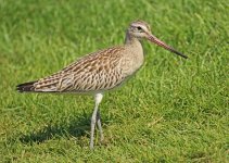 Bar Tailed Godwit QDL Oct 2011 LQ.jpg