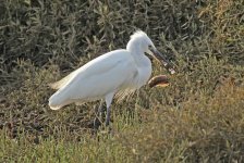 Heron Little Egret 1 QDL Oct 2011 LQ.jpg