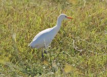 Egret Cattle, Alvor 091011.jpg