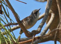 Sardinian Warbler QDL Oct 2011.jpg