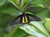 Thai Butterfly.jpg