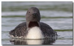 Red throated diver 9th September  2011 (Fleetwood) 388 copy.jpg