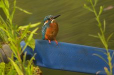 DSCN7984 Common Kingfisher (male).jpg