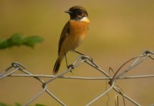 DSCN8009 Siberian Stonechat bf.jpg