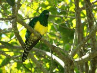 African Emerald Cuckoo 9855.jpg