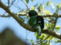 African Emerald Cuckoo 9867.jpg