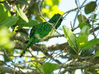 African Emerald Cuckoo 9900.jpg