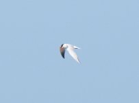 Caspian Tern.jpg