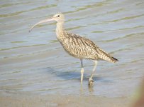 Far Eastern Curlew.jpg