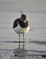 Lapwing_MF03548.jpg