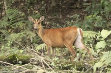 muntjac.jpg