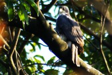 3209 Black Sparrowhawk.jpg