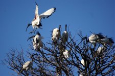 3231 Sacred Ibis.jpg