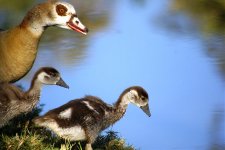 3248 Egyptian Goslings.jpg