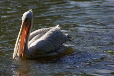 3307 Pink-backed Pelican.jpg