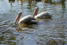 3315 Pink-backed Pelican.jpg