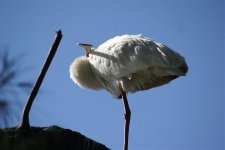 3303 African Spoonbill.jpg