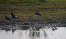 WaderKilcoole20111016-2.JPG