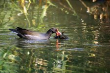 3473 Moorhen - child abuse.jpg