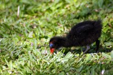 3507 Moorhen chick.jpg