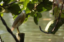 3323 Squacco Heron.jpg