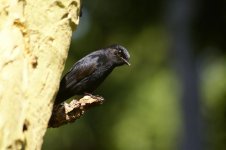 3556 Fork-tailed Drongo.jpg