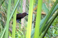 3281 Thick-billed Weaver.jpg