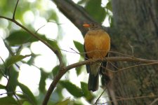 3221 Kurrichane thrush.jpg