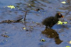 3420 Moorhen chick.jpg