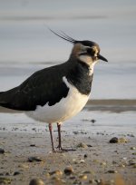 Lapwing_MF03650.jpg