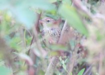 Lanceolated Warbler.jpg