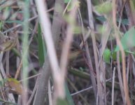 Pallas's Grasshopper Warbler.jpg