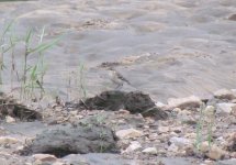 Yellow Wagtail.jpg