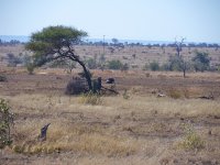 Kruger open area SA-august 2011 238.jpg