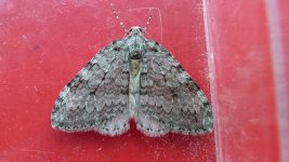 rsz_016November Moth.jpg