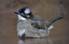 chinese bulbul water V1 swzm25x c_DSC8467.jpg