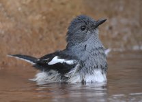 magpie robin fem V1 kw30x c_DSC7675.jpg