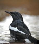 magpie robin male V1 kw30x_DSC8232.jpg