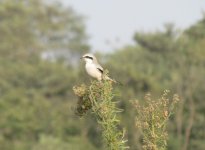 Chinese Grey Shrike.jpg