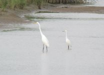 Great and Little Egret.jpg