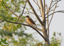 Siberian Stonechat.jpg