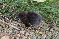 2011_Lesser_White_toothed_Shrew2.jpg